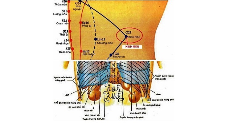 Huyệt Kinh Môn: Vị trí, tác dụng và cách tác động chính xác